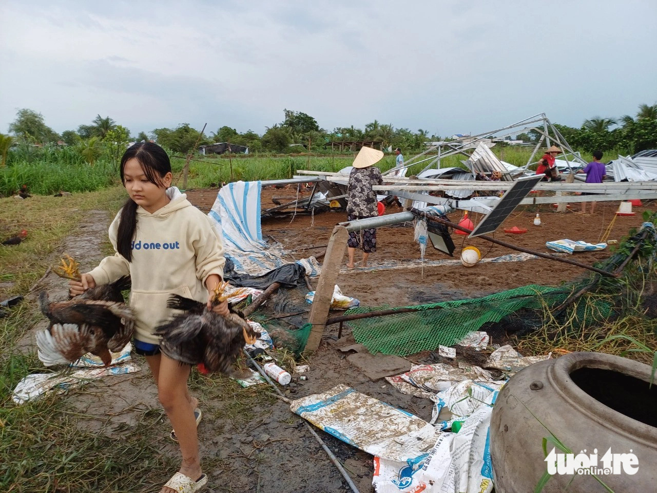 Dông lốc, mưa đá quét ban trưa ở Tiền Giang, thiệt hại tiền tỉ- Ảnh 6. Di dời gà của các trại đến điểm an toàn - Ảnh: H.T.