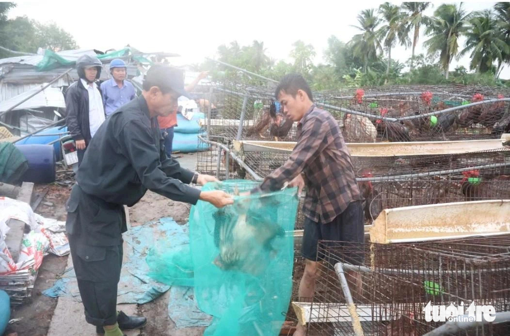 Dông lốc, mưa đá quét ban trưa ở Tiền Giang, thiệt hại tiền tỉ- Ảnh 3. Di dời số gà của các trại bị sập đến các điểm an toàn - Ảnh: H.T.