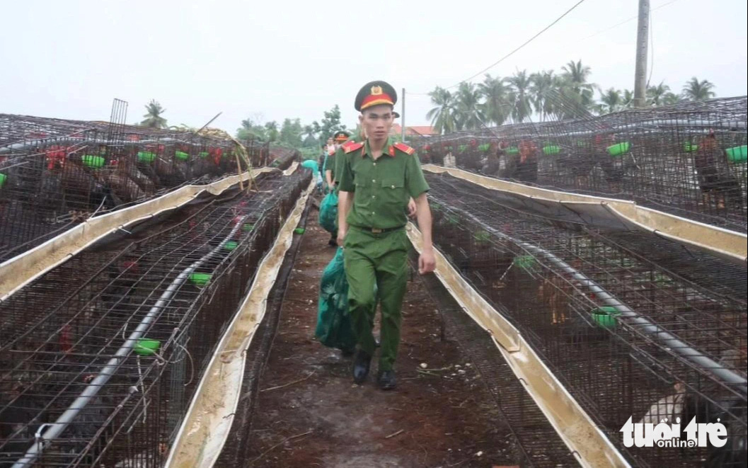Dông lốc, mưa đá quét ban trưa ở Tiền Giang, thiệt hại tiền tỉ- Ảnh 8. Công an giúp người dân di dời số gà đến nơi an toàn để chăm sóc - Ảnh: H.T.