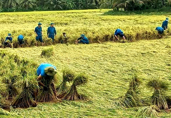 Lũ ở Đồng bằng sông Cửu Long nay sẽ khác- Ảnh 1. Lực lượng dân quân tự vệ tỉnh Vĩnh Long giúp dân thu hoạch lúa sau nhiều ngày mưa bão - Ảnh: CHÍ HẠNH