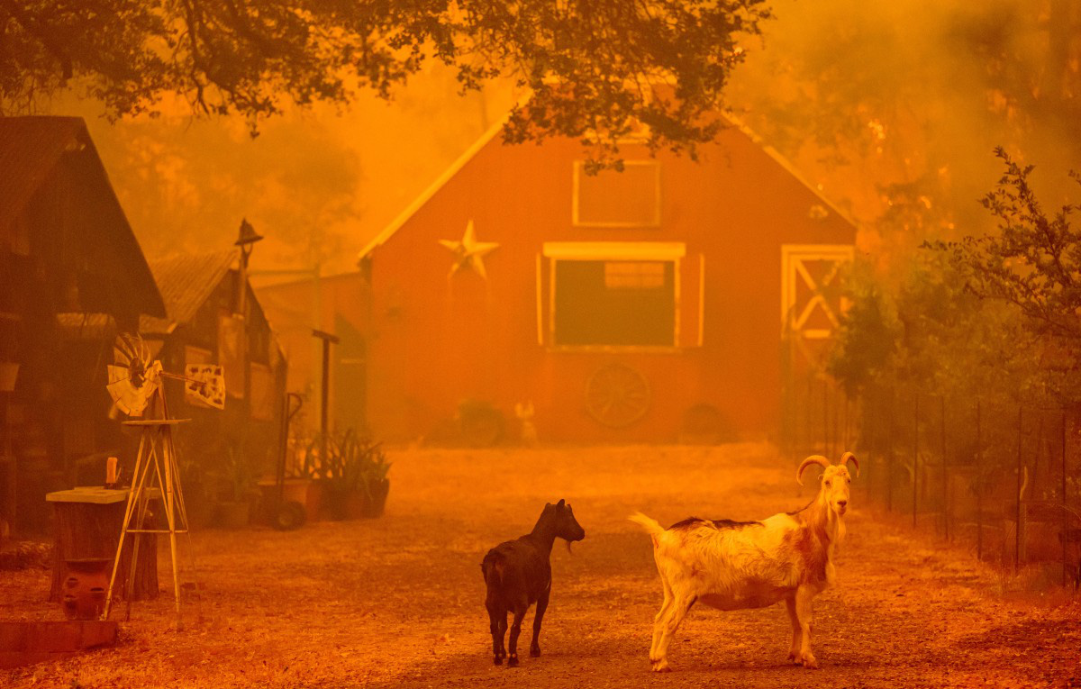 Cháy rừng kinh hoàng buộc 13.000 người sơ tán ở bang California- Ảnh 5. Những con dê đứng nhìn khi ngọn lửa đang tiến gần đến một ngôi nhà ở Oroville, bang California ngày 2-7 - Ảnh: AFP