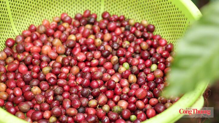 Thu hoạch cà phê tại Gia Lai. Ảnh: Hiền Mai
