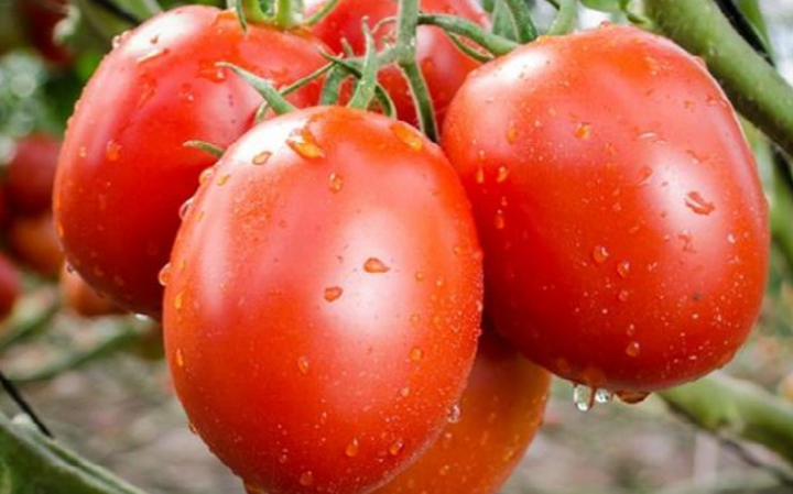 Giá cà chua năm nay tăng cao hơn nhiều so với năm trước. Ảnh minh hoạ