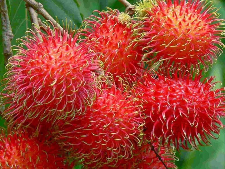 Chôm chôm trái mùa giá cao. Ảnh minh hoạ