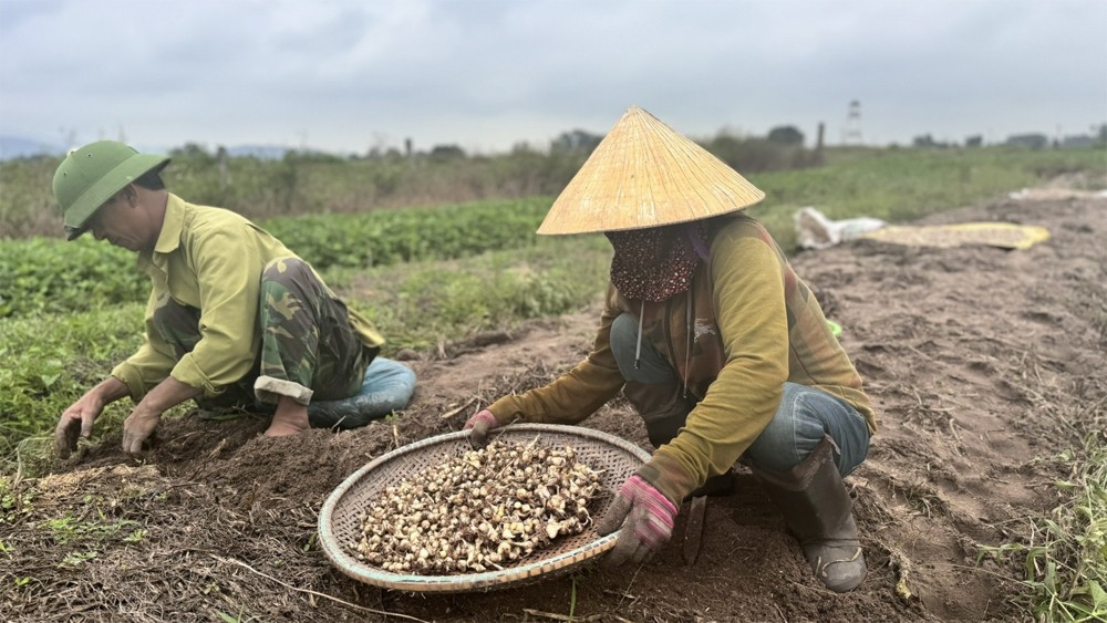 Giá nông sản hôm nay ngày 28/6/2024: Giá tiêu tăng mạnh; vải thiều cao gấp 3 lần năm ngoái Giá nông sản hôm nay ngày 28/6/2024: Giá tiêu tăng mạnh; vải thiều cao gấp 3 lần năm ngoái