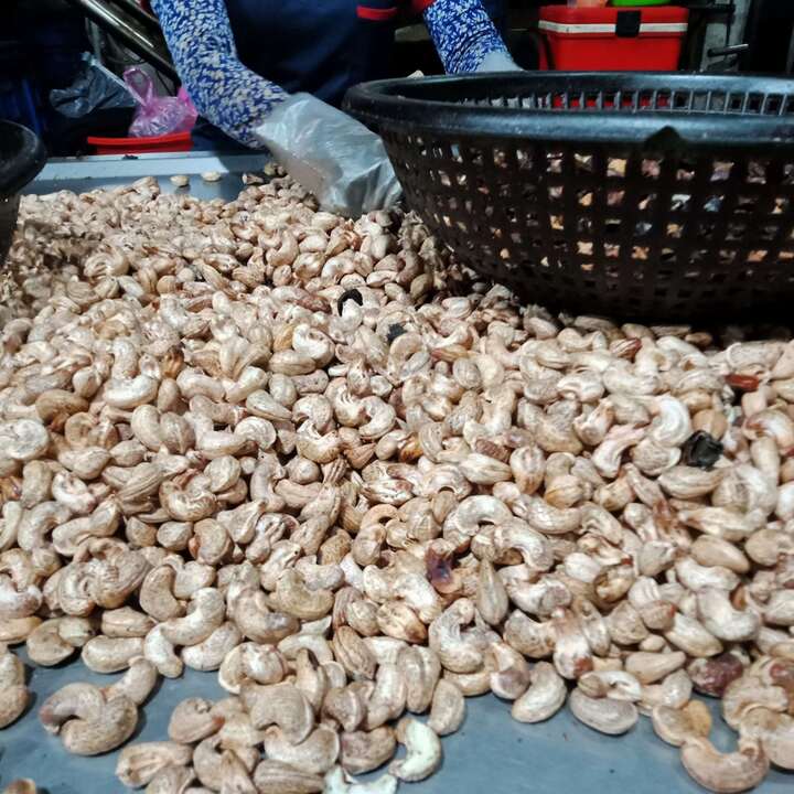 Hạt điều tươi được thương lái thu mua tại vườn dao động khoảng 35.000 - 36.000 đồng/kg. Ảnh minh hoạ