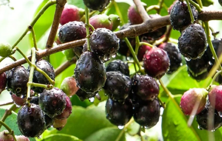 Trâm rừng tươi được rao bán phổ biến ở mức 100.000–150.000 đồng/kg. Ảnh minh họa