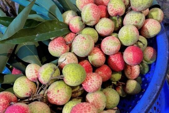 Vải lai u trứng tại Ninh Bình được người dân bán từ 25-30 nghìn đồng/kg. Ảnh minh hoạ