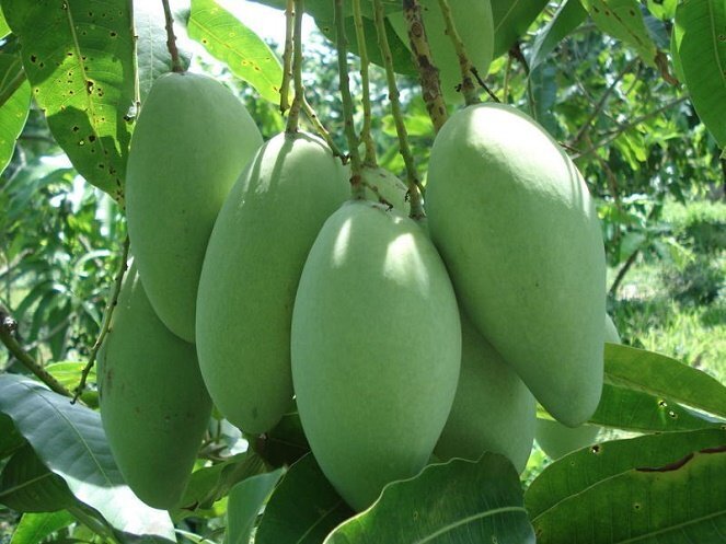 Giá xoài vẫn giữ ở mức khá cao giúp nhà vườn thu lợi nhuận khá. Ảnh minh hoạ